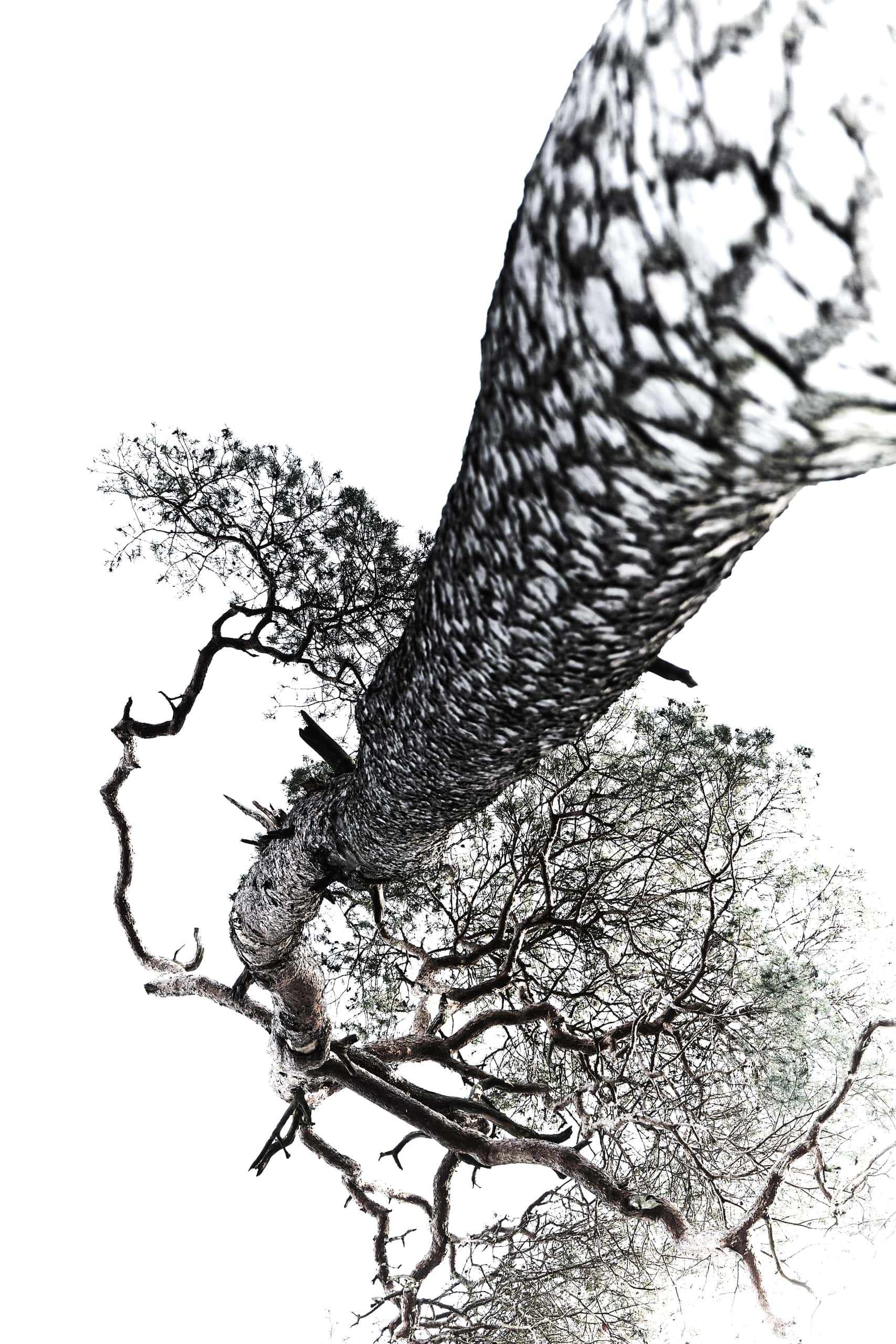 b*constrictor — The image blends grandeur and strangeness: a powerful tree made surreal by perspective, creating tension between monumentality, fragility, and…