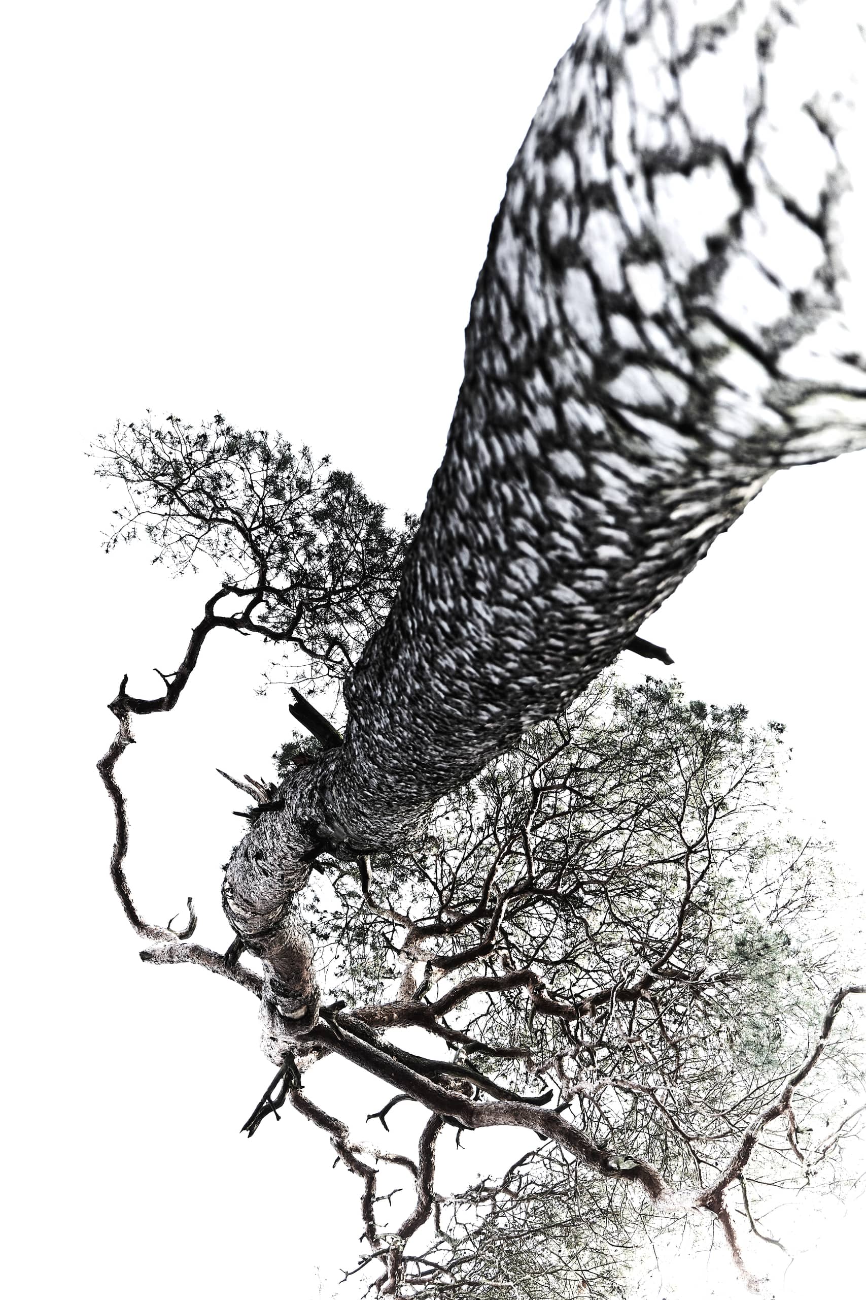 b*constrictor — Das Bild strahlt eine Mischung aus Erhabenheit und Fremdartigkeit aus. Der Baum wirkt einerseits kraftvoll und stabil, andererseits durch die…