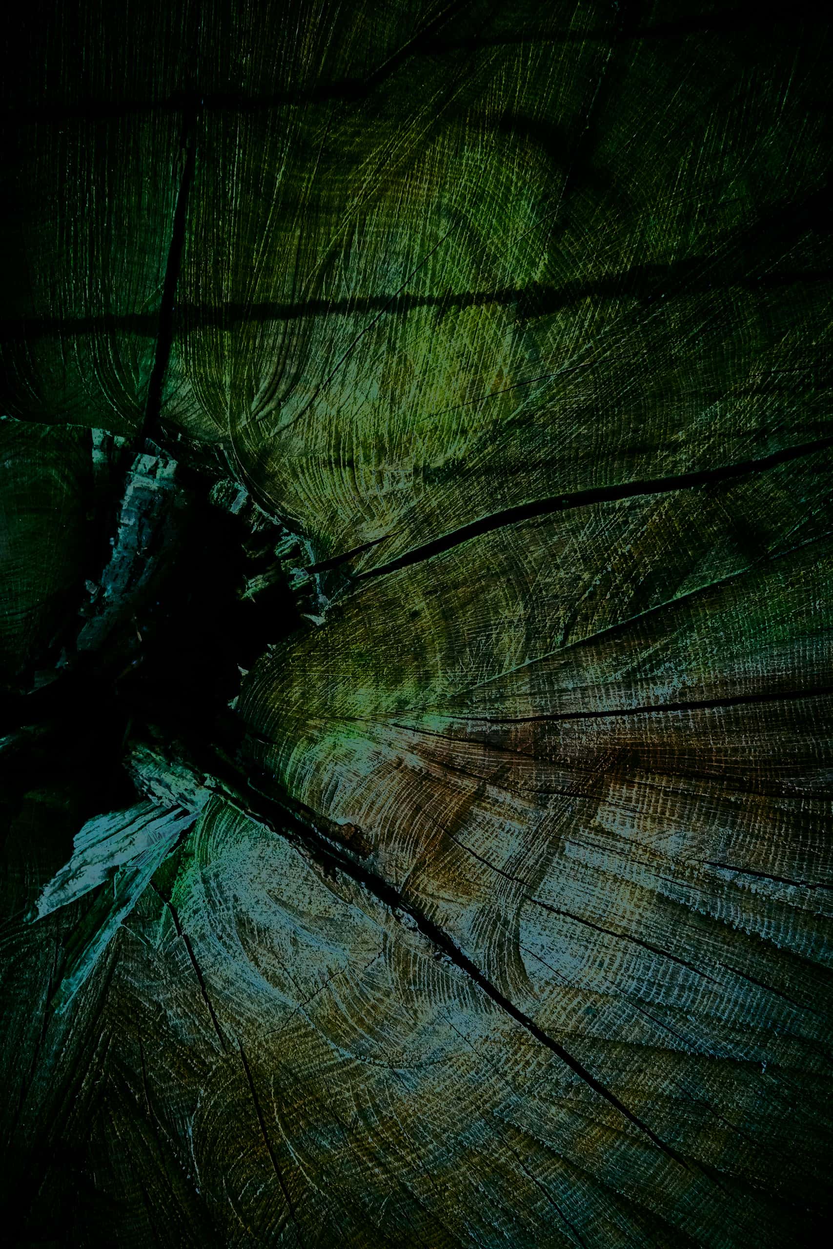 Palaeoptera (g) — Material structure maps past time. Lines condense, fray—a micro geological process in wood grain. Dark indentations contrast with organic,…